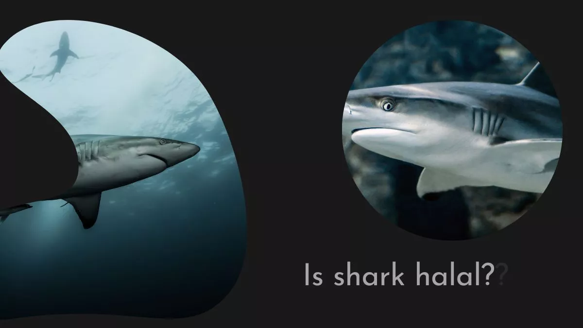 Is shark halal