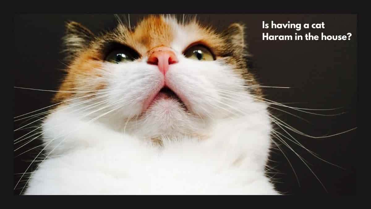 Is it Haram to have a cat