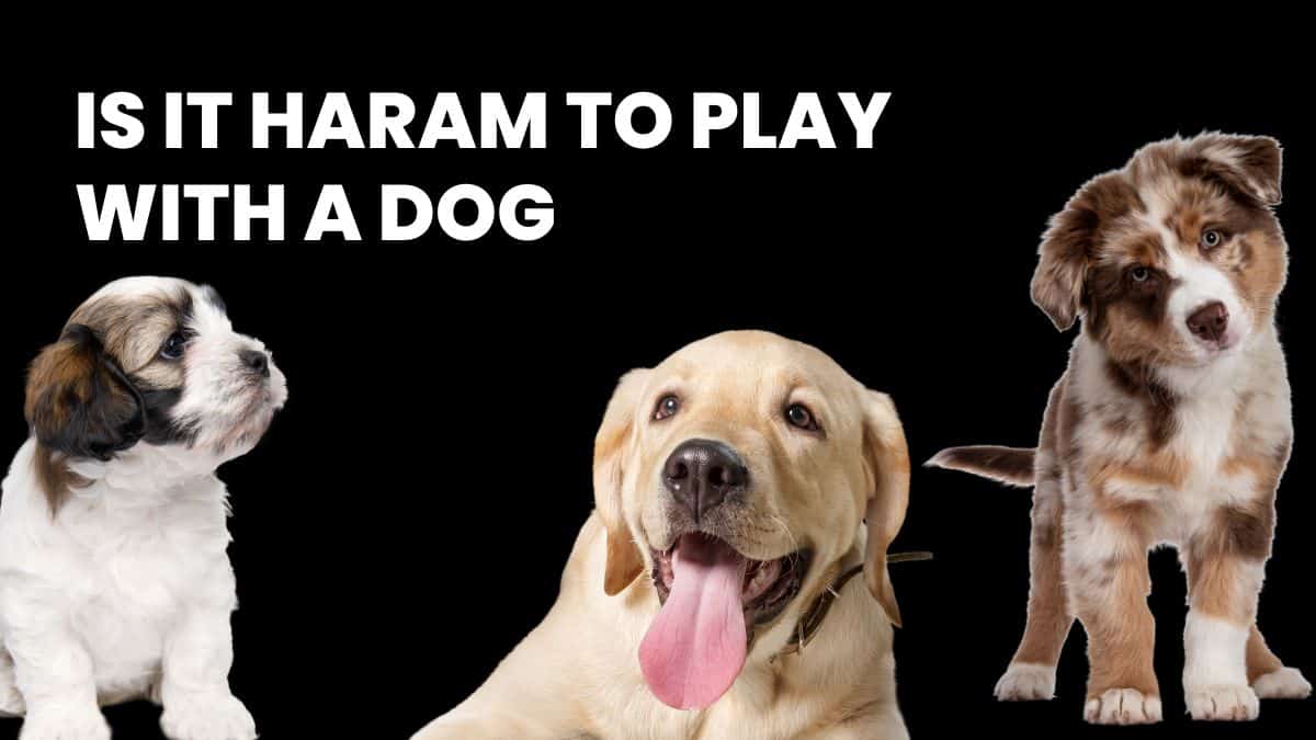 Is it Haram to play with a dog